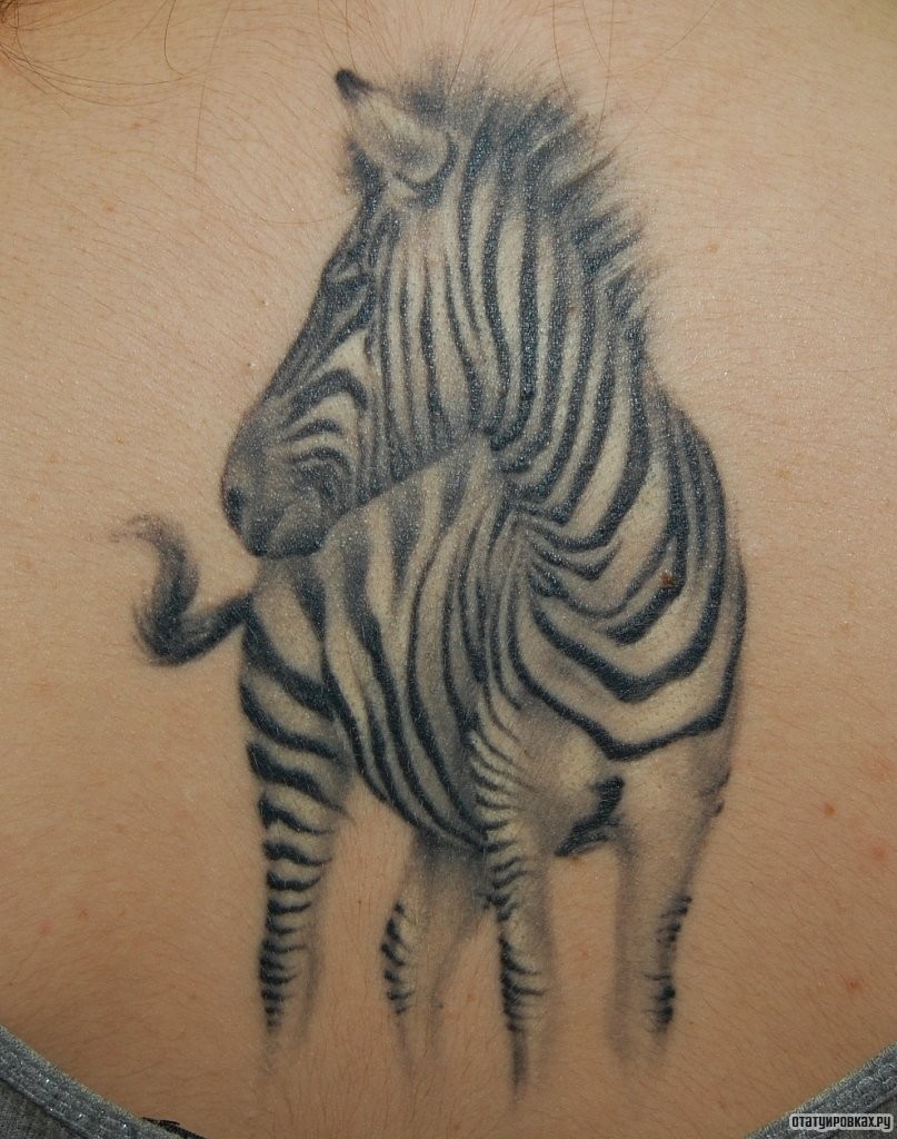 Фотография татуировки под названием «Зебра»