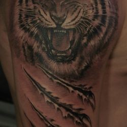 Тигр и царапины