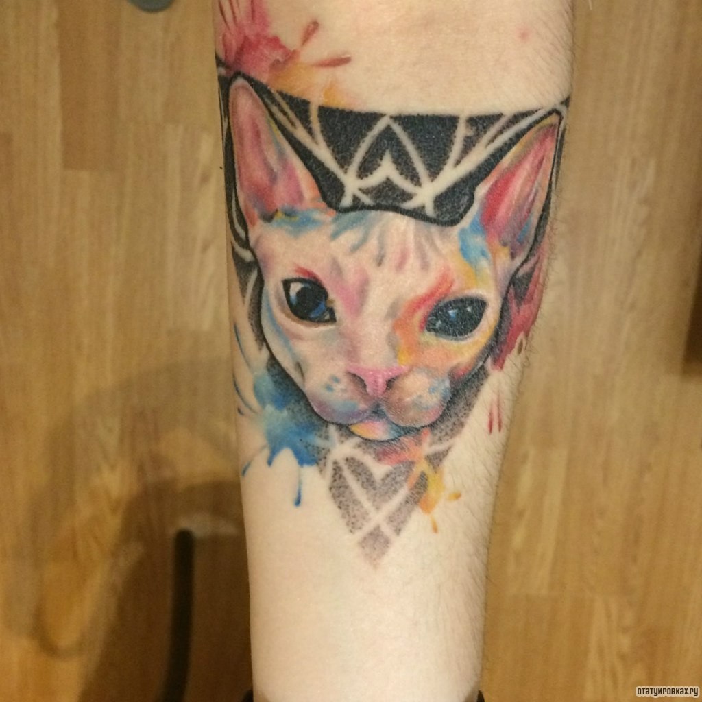 Фотография татуировки под названием «Кот сфинкс разноцветный»