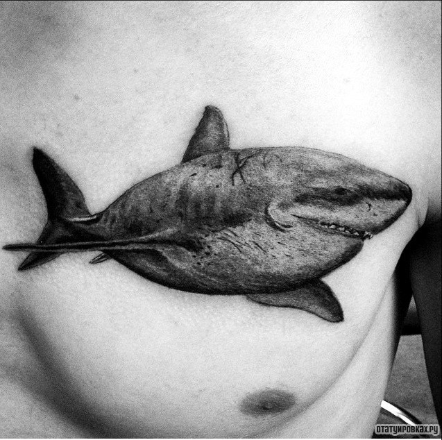 Фотография татуировки под названием «Акула чб»