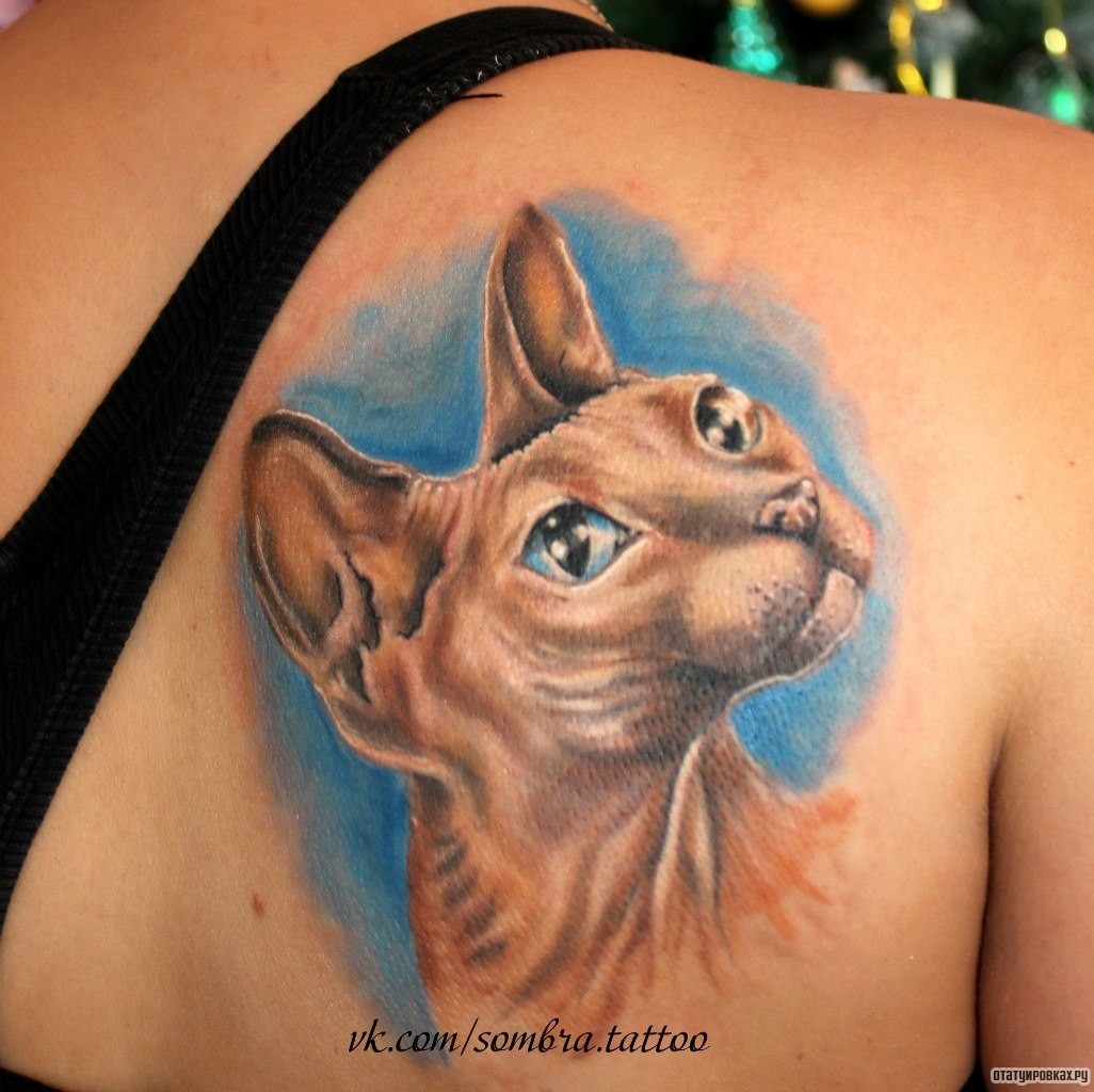 Фотография татуировки под названием «Кот сфинкс»