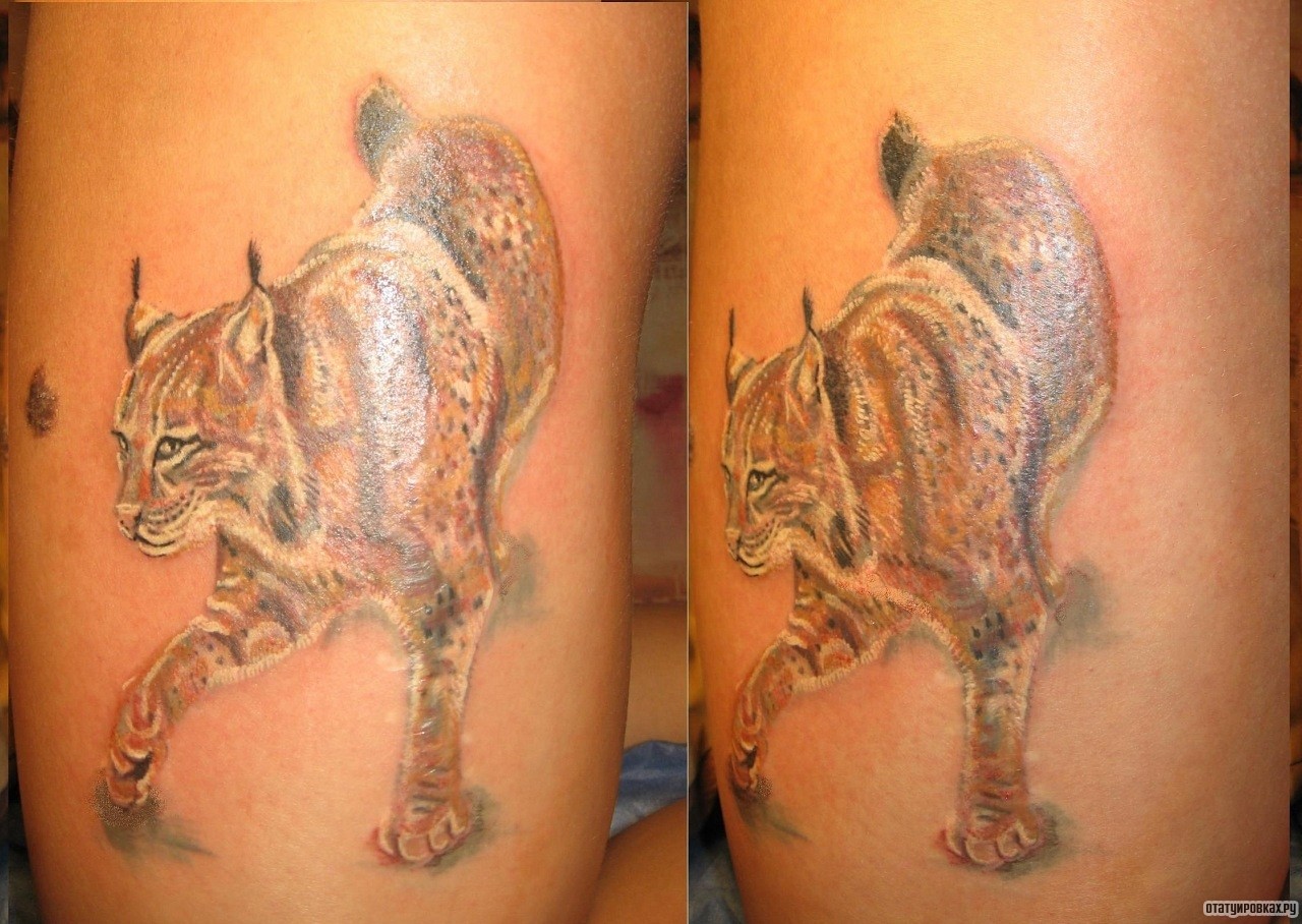 Фотография татуировки под названием «Рысь»