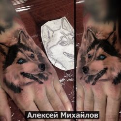Голубоглазая хаски собака мастера Алексей Михайлов