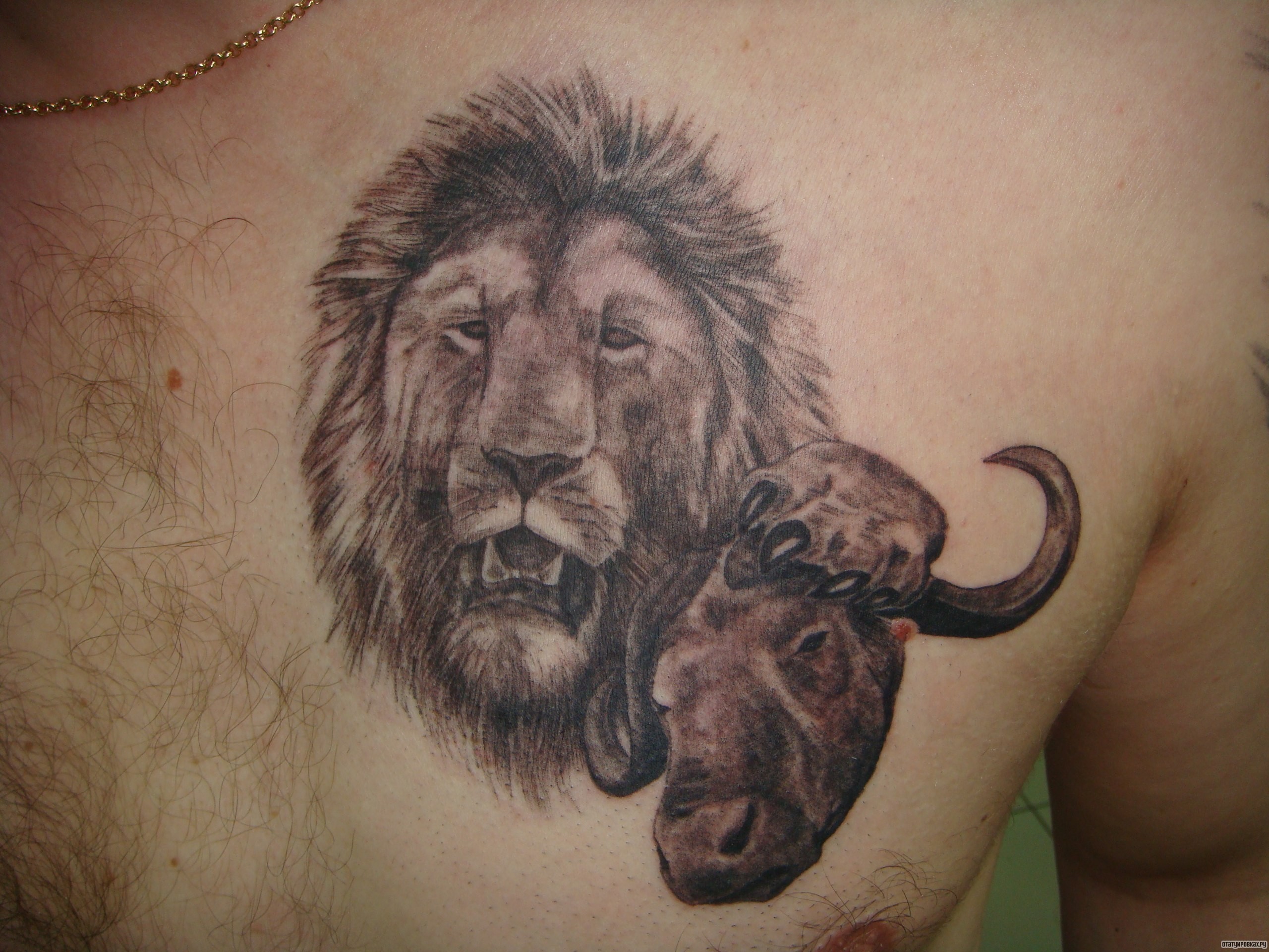 Фотография татуировки под названием «Лев и голова буйвола»