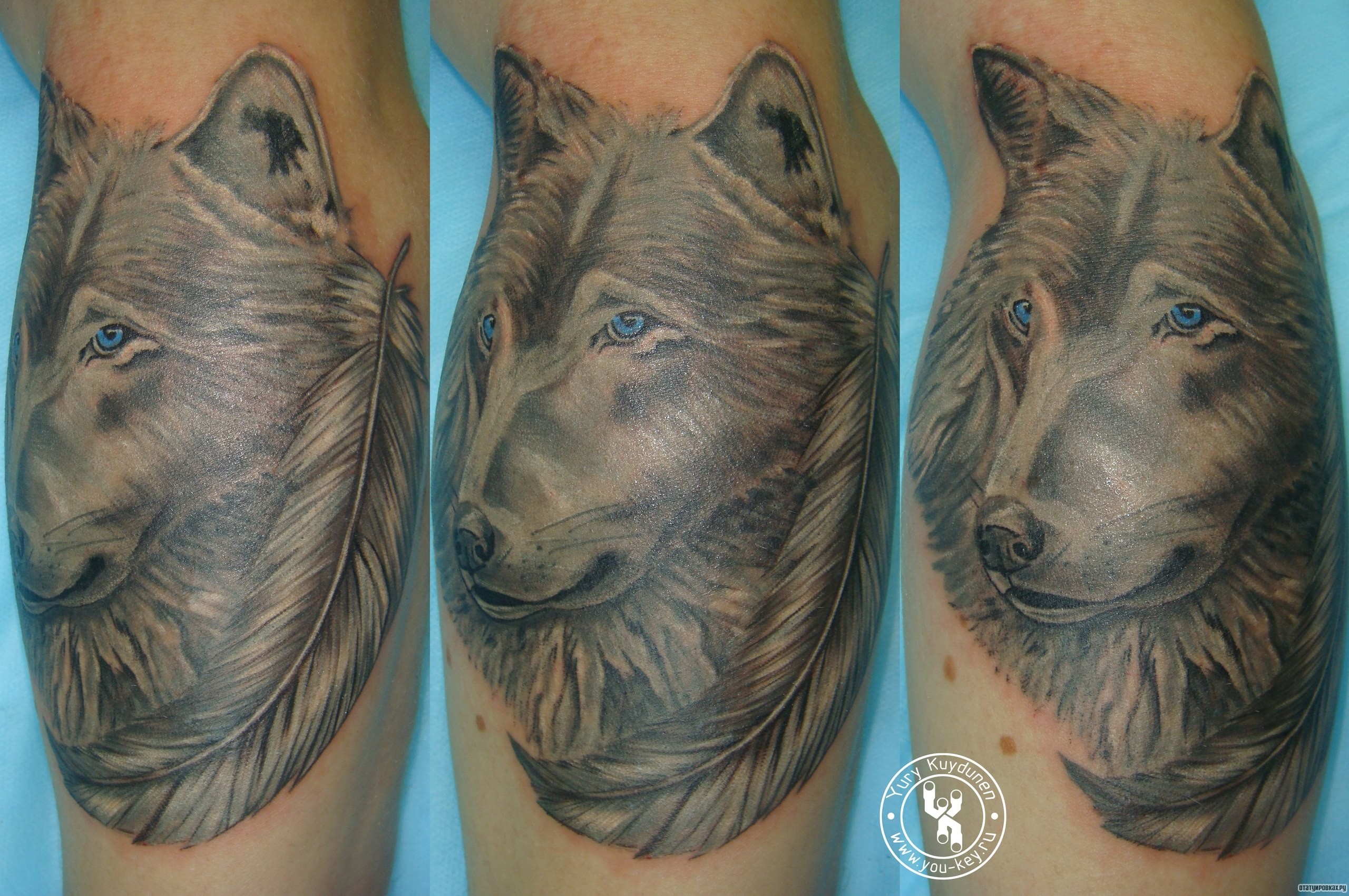 Фотография татуировки под названием «Голубоглазый волк и перо»
