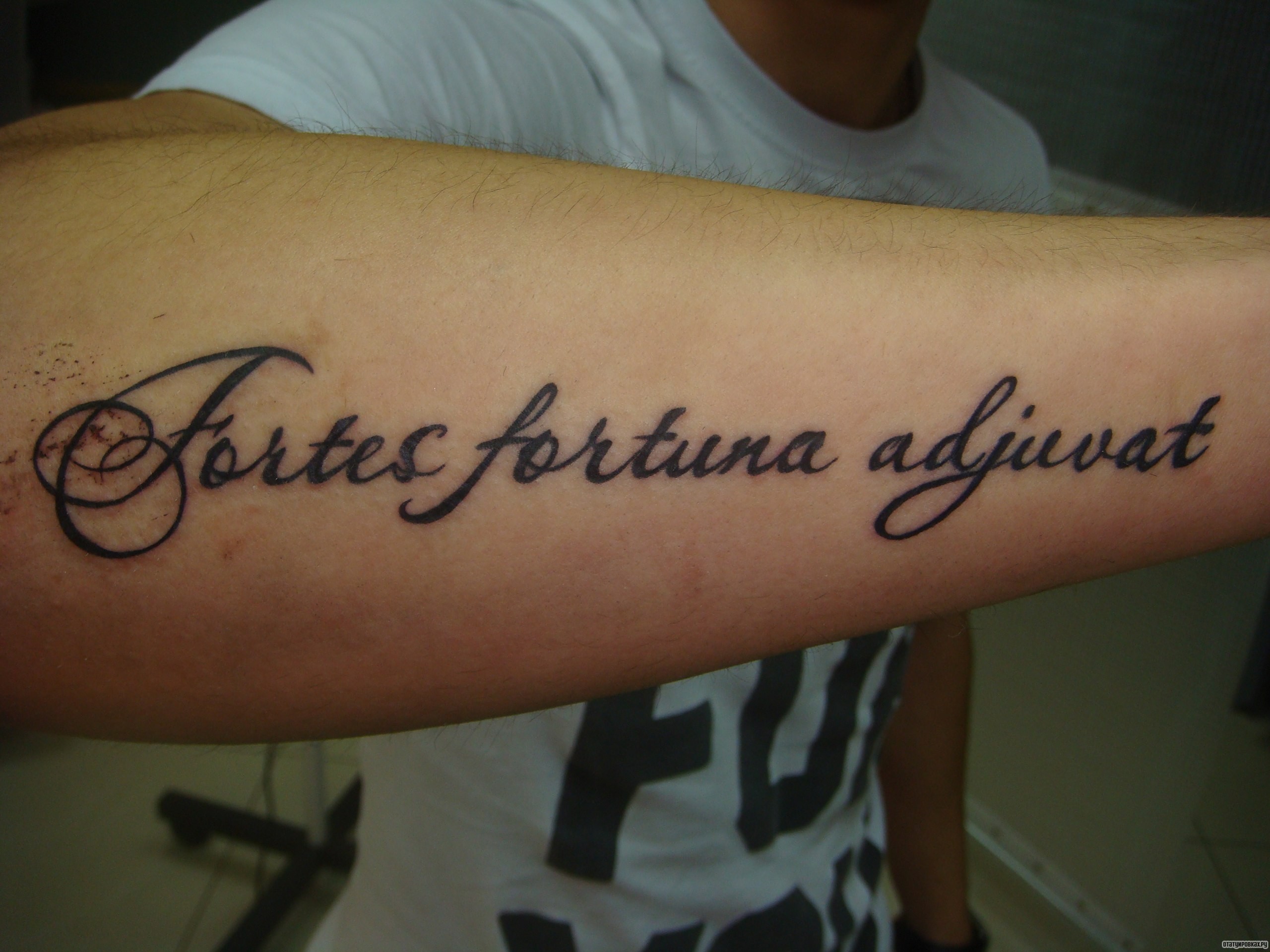 Фотография татуировки под названием «Надпись fortes fortuna adjuvat храбрым судьба помогает»