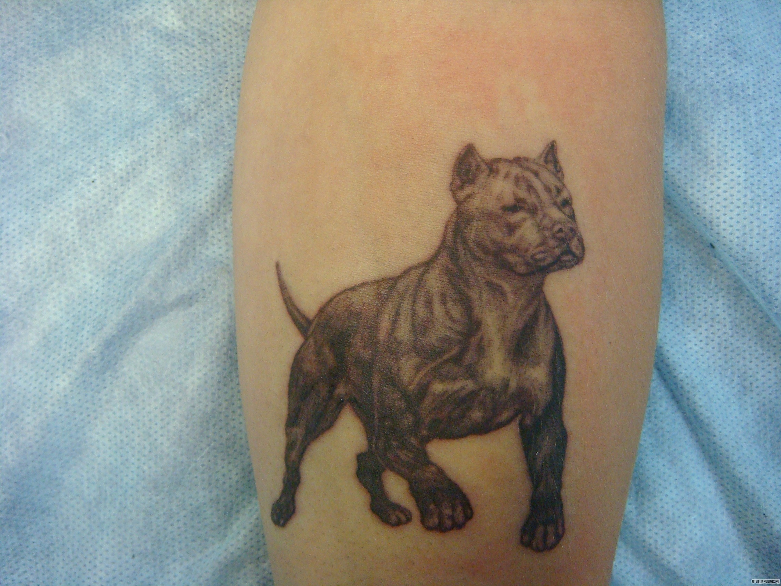 Фотография татуировки под названием «Питбуль собака»
