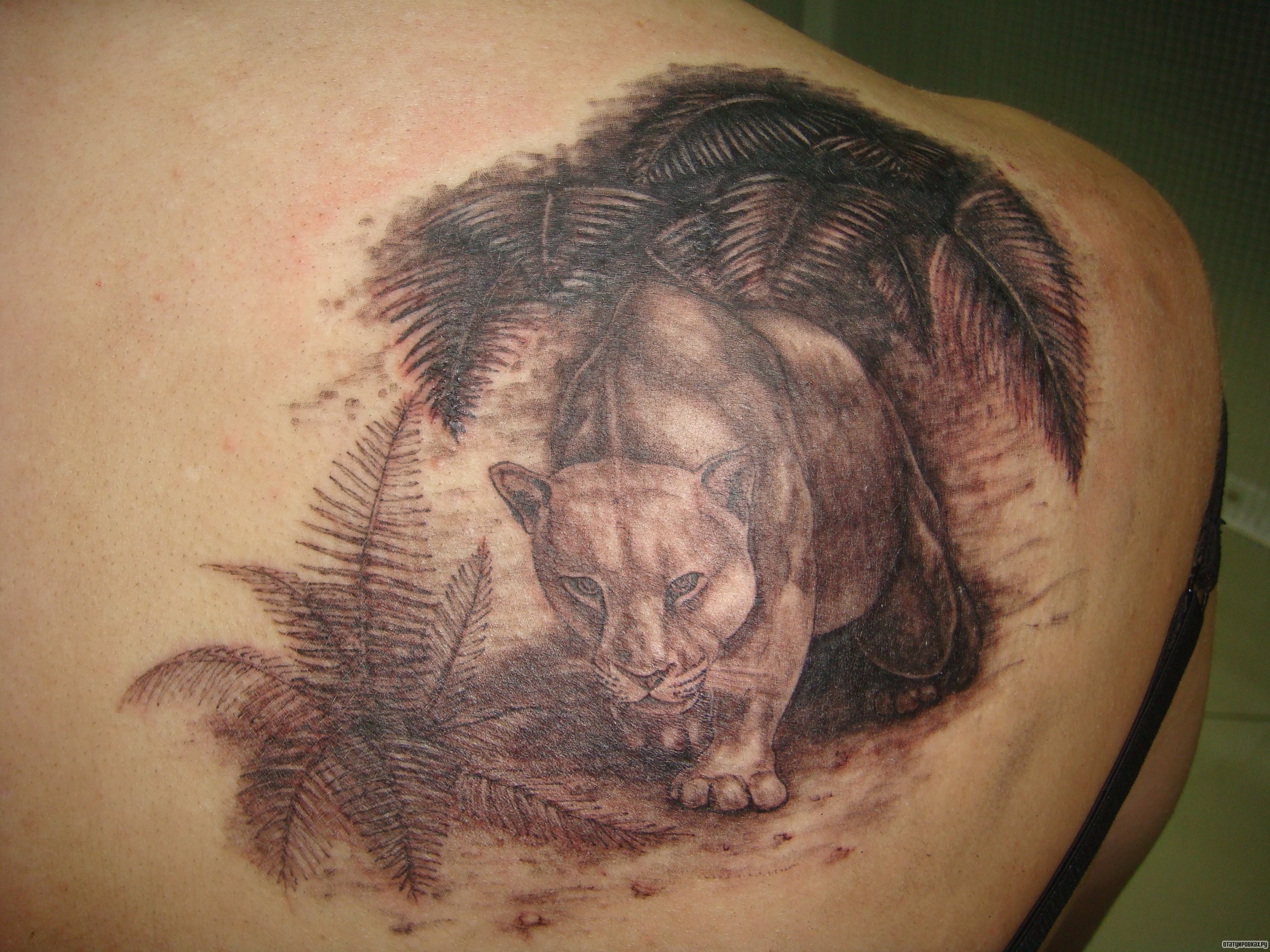 Фотография татуировки под названием «Львица в папортниках»