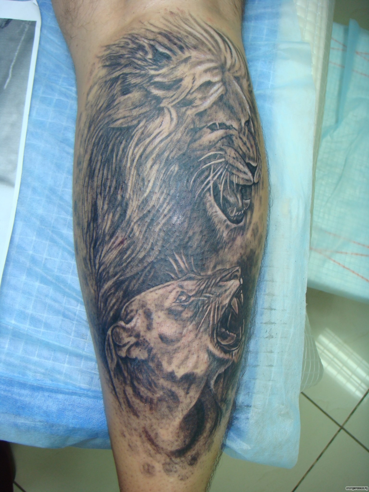 Фотография татуировки под названием «Лев и львица»
