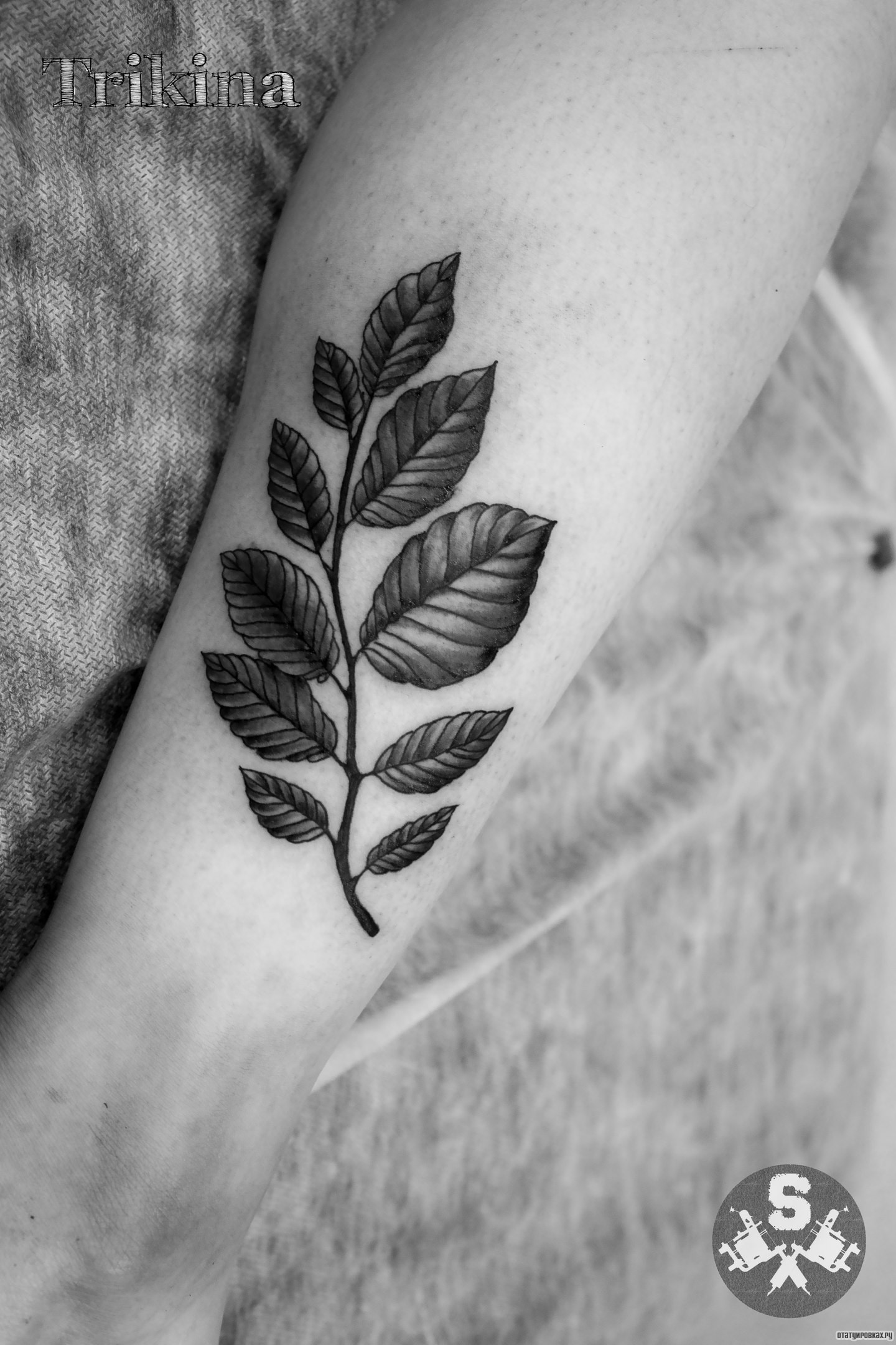 Фотография татуировки под названием «Ветка дерева»