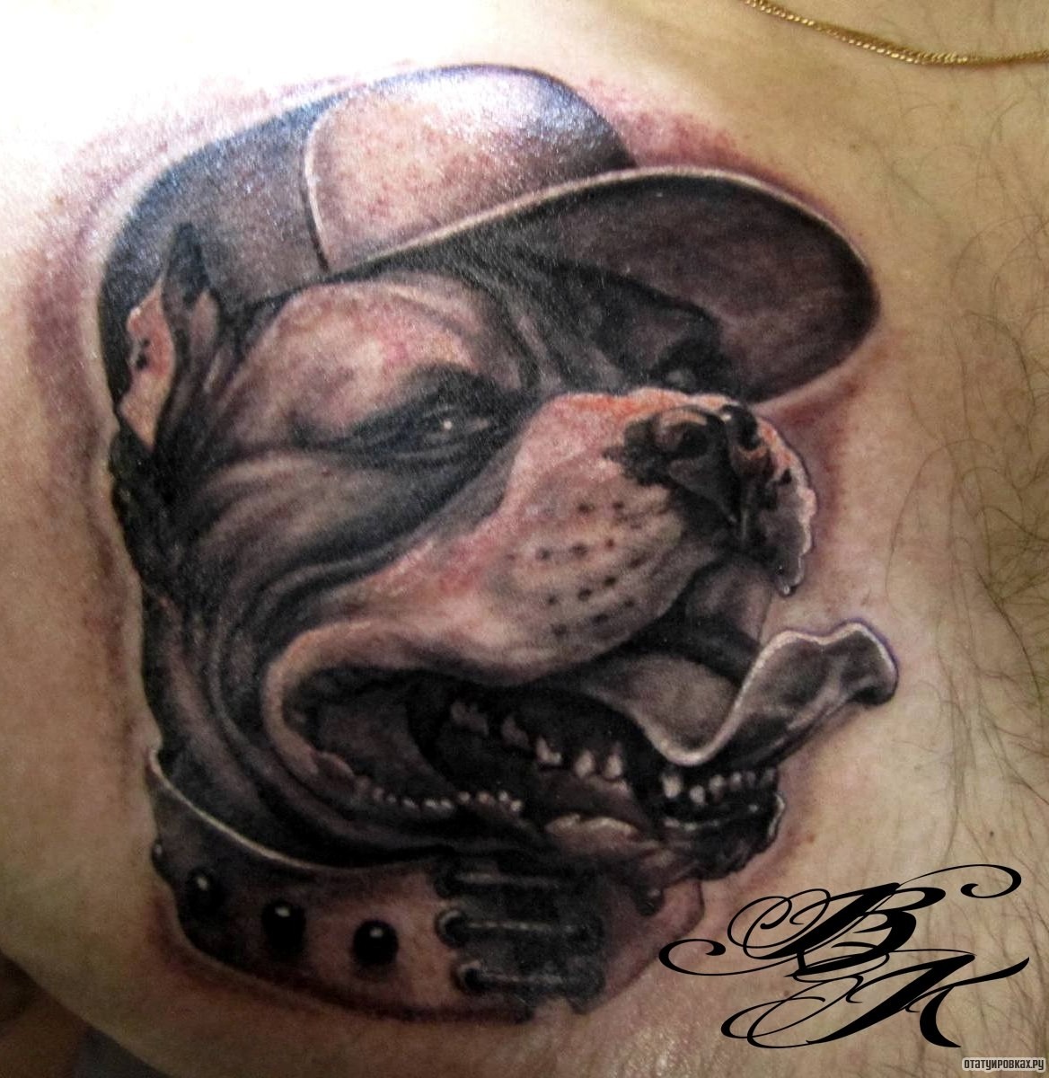Фотография татуировки под названием «Питбуль в кепке»