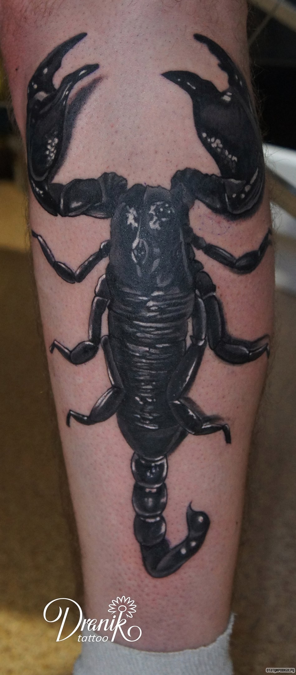 Фотография татуировки под названием «Скорпион в черном цвете»