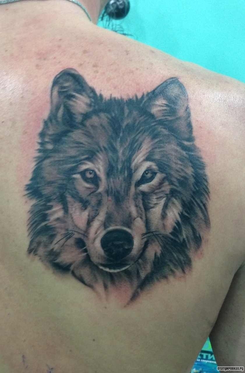 Фотография татуировки под названием «Морда волка»