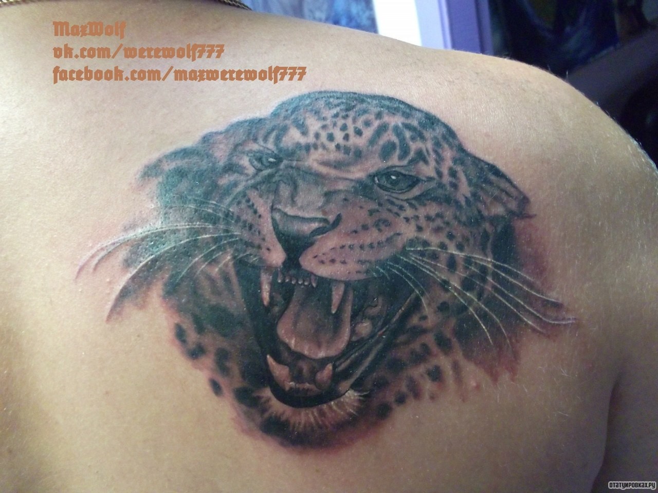 Фотография татуировки под названием «Оскал ягуара»