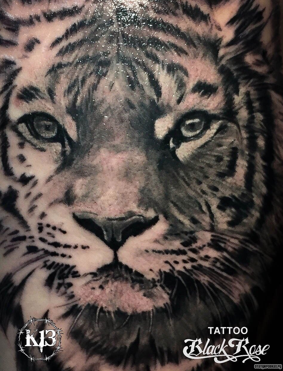 Фотография татуировки под названием «Морда тигра»
