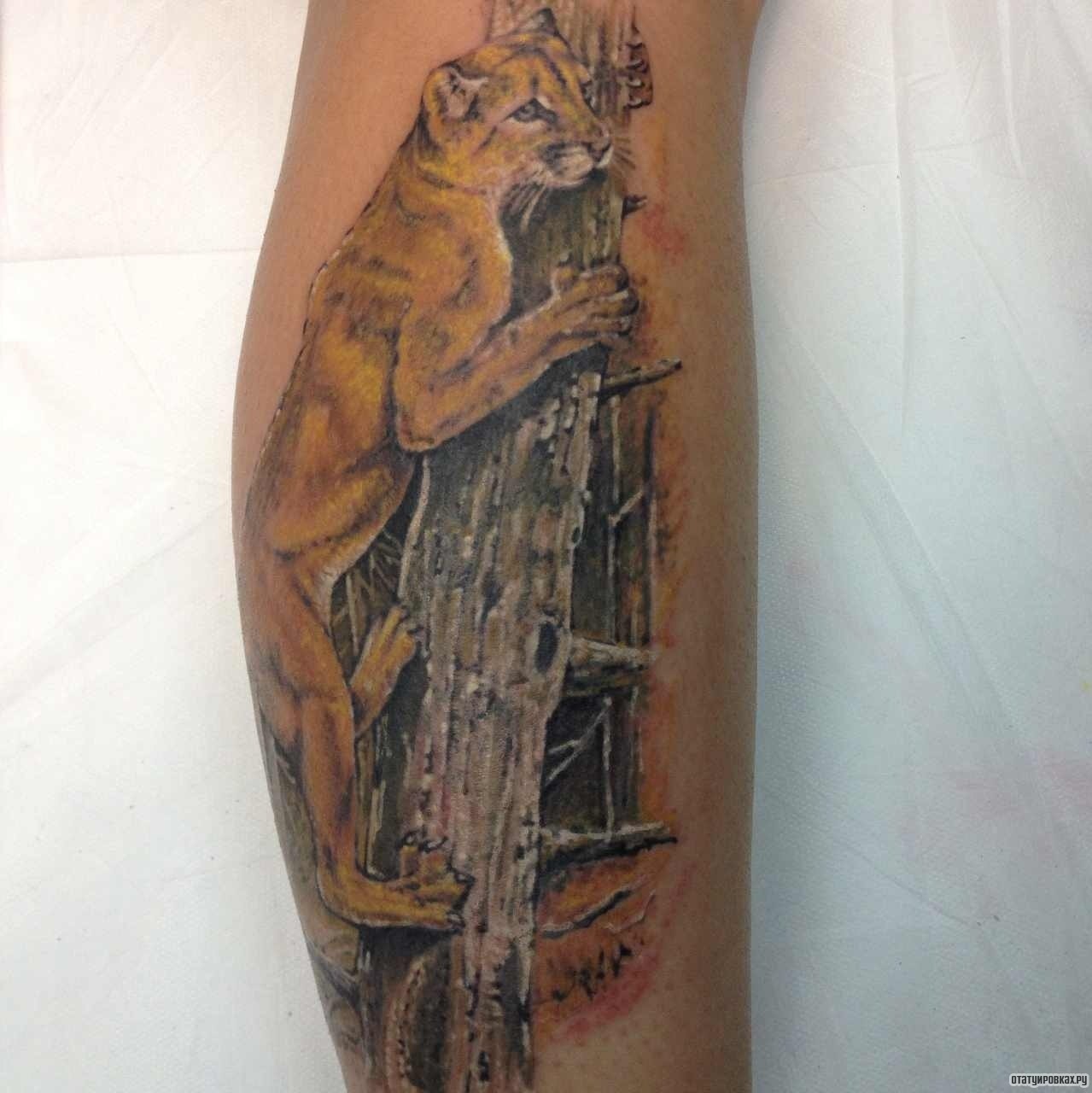 Фотография татуировки под названием «Львица на дереве»