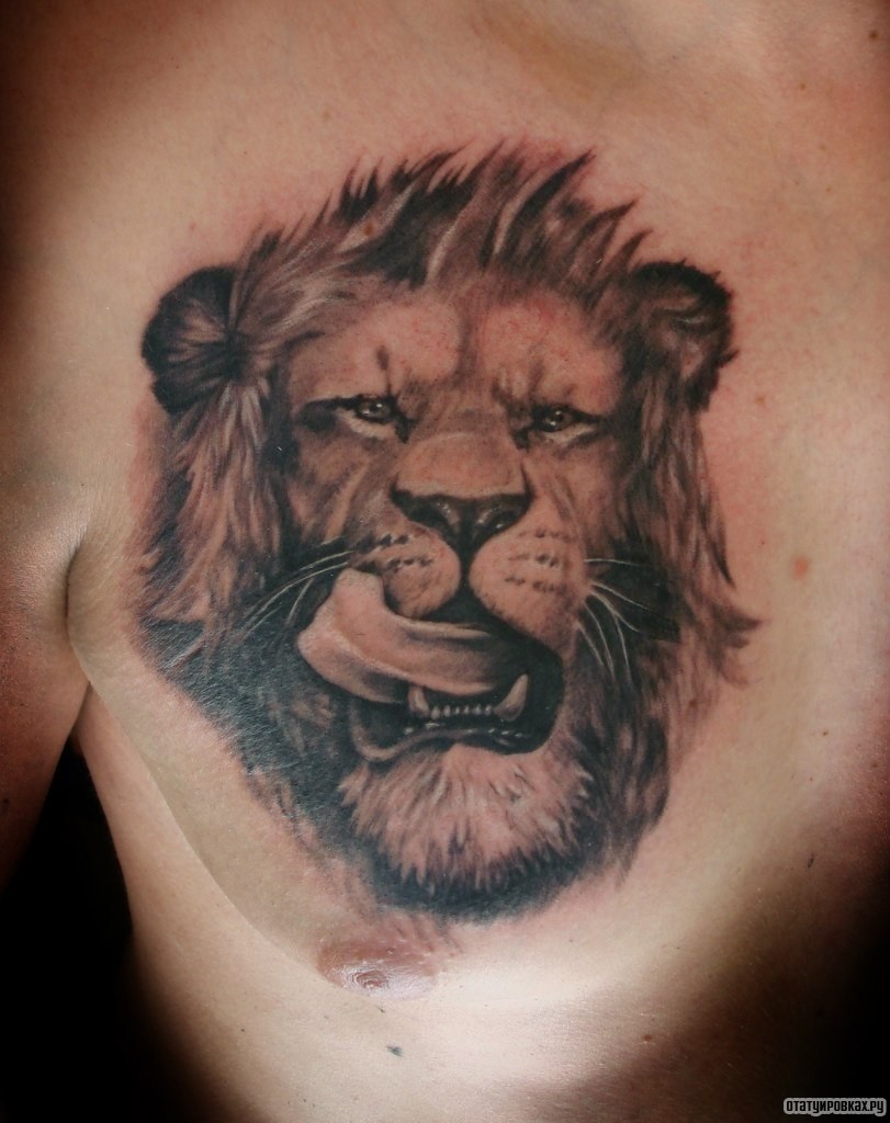 Фотография татуировки под названием «Лев облизывается»