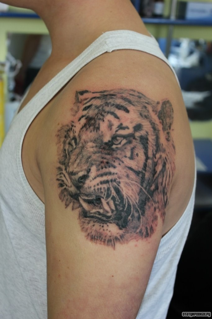 Фотография татуировки под названием «Тигр с клыками»