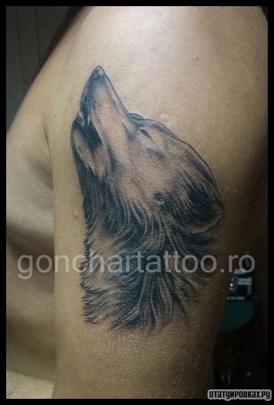 Фотография татуировки под названием «Вобщий волк»