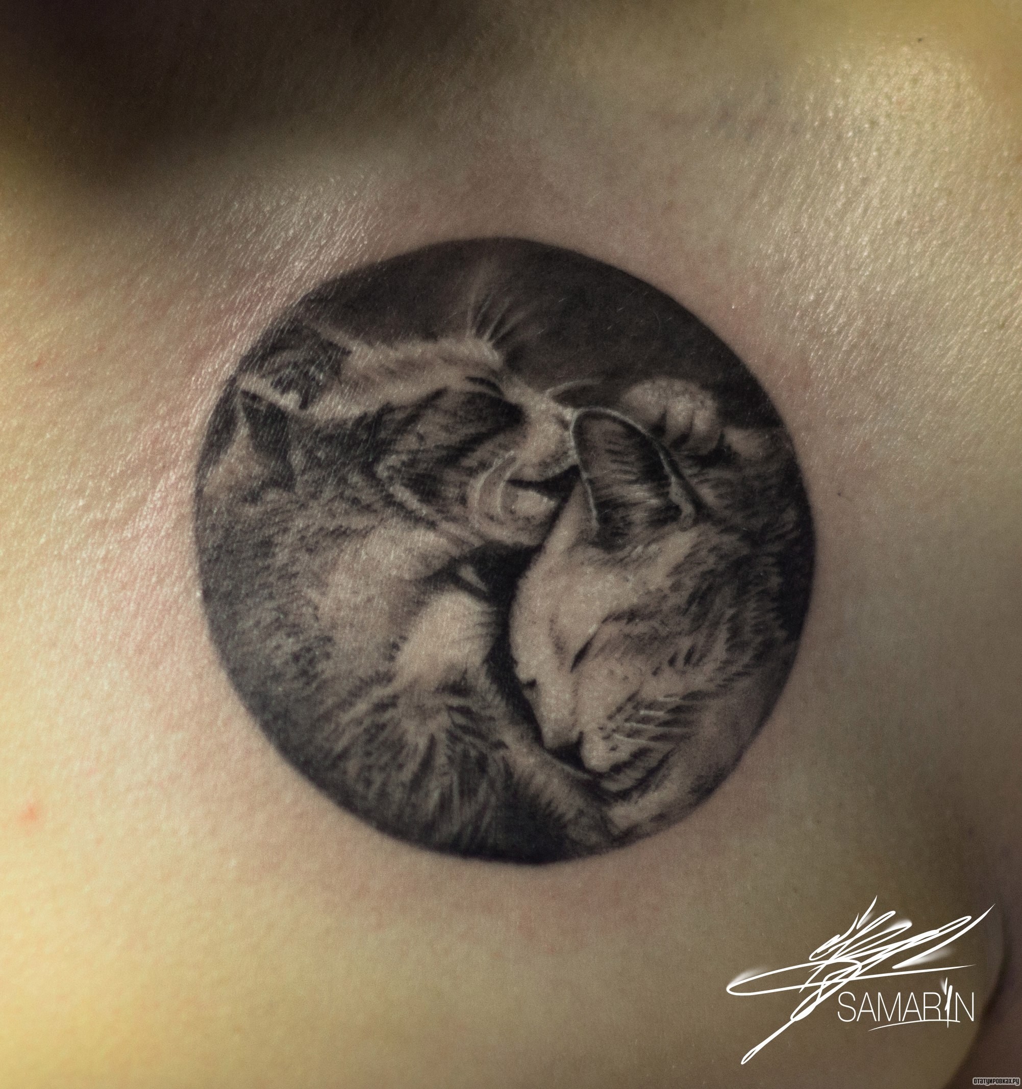 Фотография татуировки под названием «Кот облизывает другого кота в круге на груди»